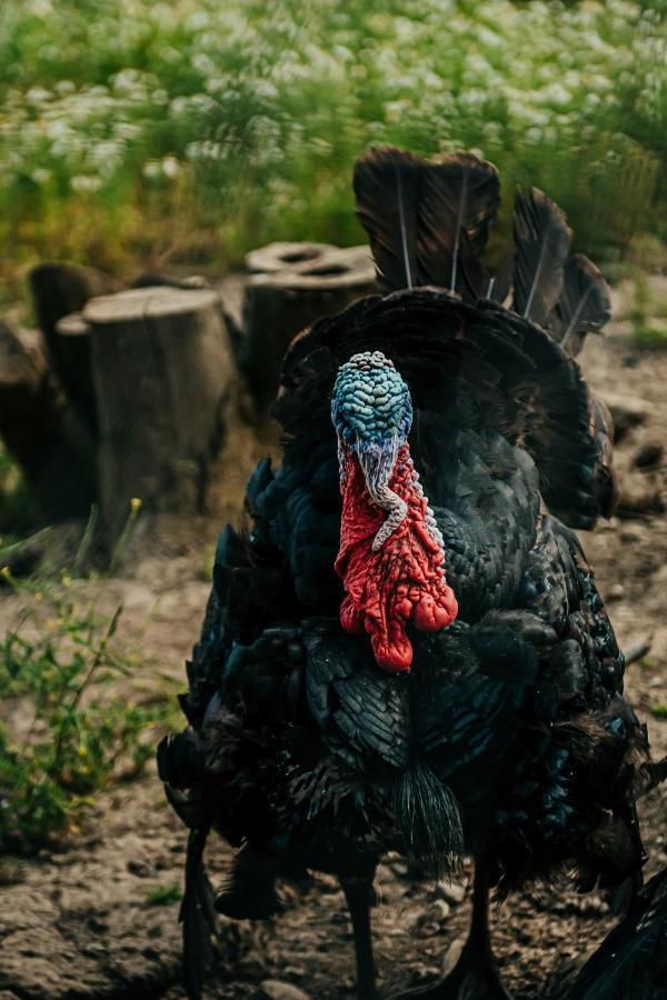 فيلا Healing Ponds Farm Buxton المظهر الخارجي الصورة